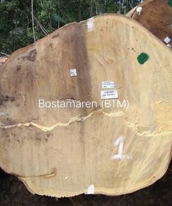 Gỗ Dổi Nam Mỹ / BTM - Đường Kính 94cm+ - Suriname