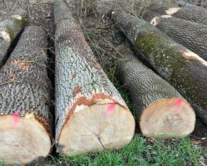 Gỗ Tần Bì Pháp AB - Kính 48cm