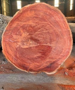 Gỗ Sến Nam Phi - Vanh 400+