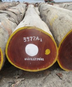 Sapele wood 106cm - Congo