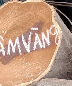 Gỗ Cẩm Vàng Afromosia - Trung Phi
