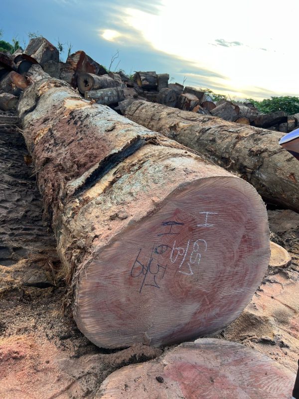 8e25bd158854260a7f4516